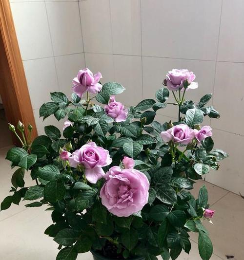 如何在室内养护月季花（室内月季花养护技巧详解）