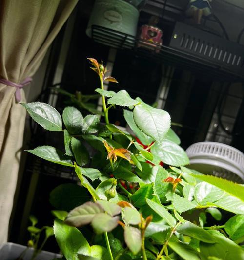 如何在室内养护月季花（室内月季花养护技巧详解）