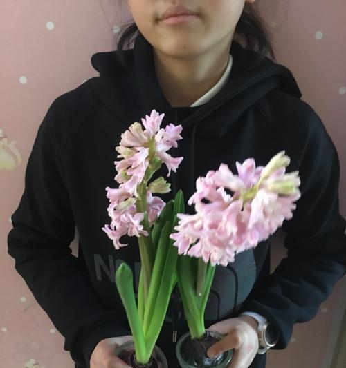 风信子的花语与寓意（探索风信子的花语和象征意义，解读其美丽、希望与新生的内涵）