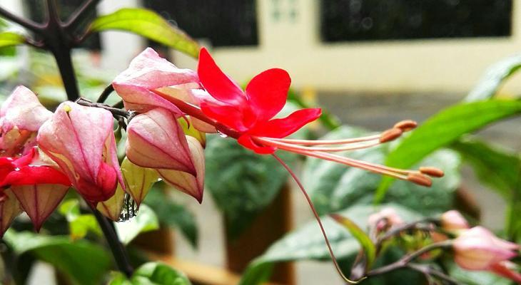 龙吐珠花的繁殖方法（家居种植秘籍，轻松培育龙吐珠）