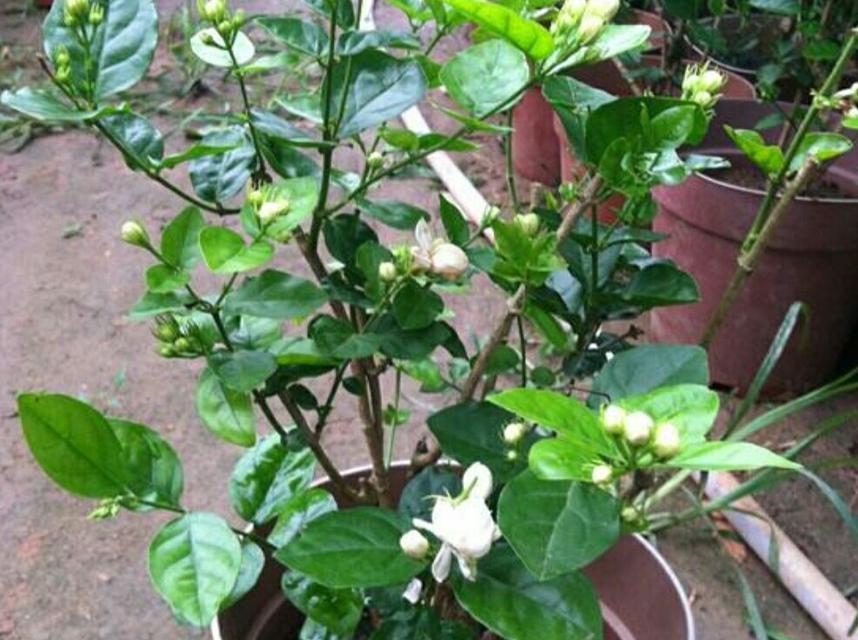 茉莉花的养殖方法和注意事项（打造花园中的香气之花——茉莉花）