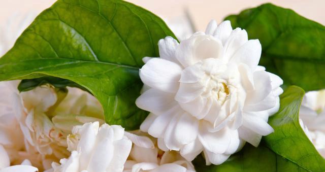 茉莉花的养殖方法和注意事项（打造花园中的香气之花——茉莉花）