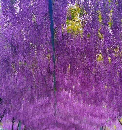 如何种植紫藤萝花（方法、技巧、育苗、浇水、施肥、修剪、病虫害防治、养护）