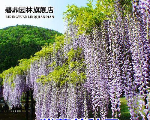 如何种植紫藤萝花（方法、技巧、育苗、浇水、施肥、修剪、病虫害防治、养护）