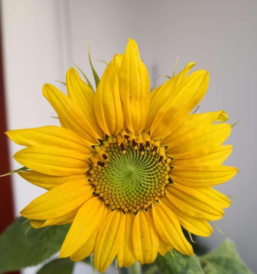 如何成功种植向日葵（以阳光为食的美丽花朵，向日葵怎么种？）