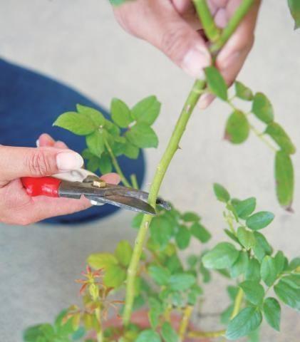 玫瑰花种植全攻略（掌握时间方法让你的花园充满芳香）