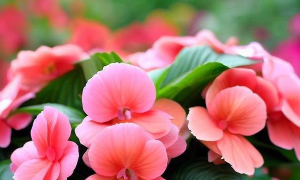 凤仙花的花语与寓意（唤醒爱情之花，传达美好祝福）