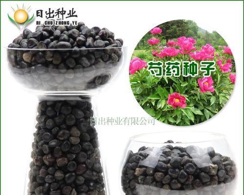 芍药种子种植指南（时间、方法、关键技巧）