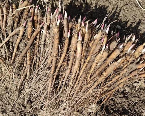 芍药种子种植指南（时间、方法、关键技巧）