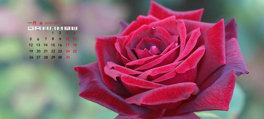 1月花海盛宴，盛开的美丽与希望（1月，春天的开始）