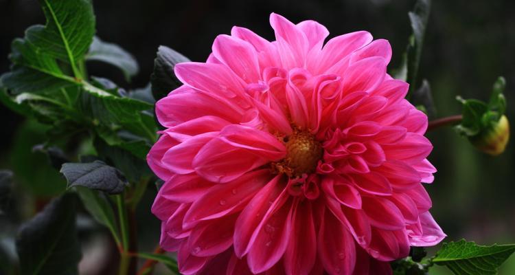 1月花海盛宴，盛开的美丽与希望（1月，春天的开始）