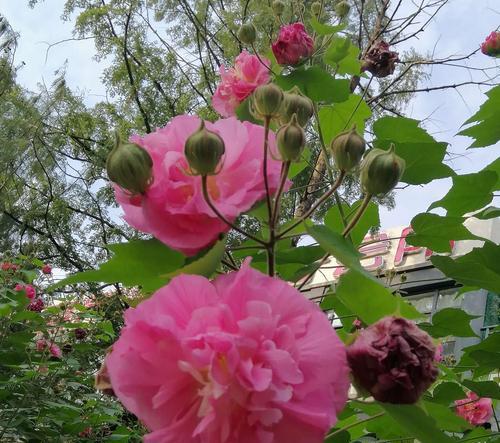 芙蓉花的寓意与象征（唤醒内心美丽，追求自由自在）