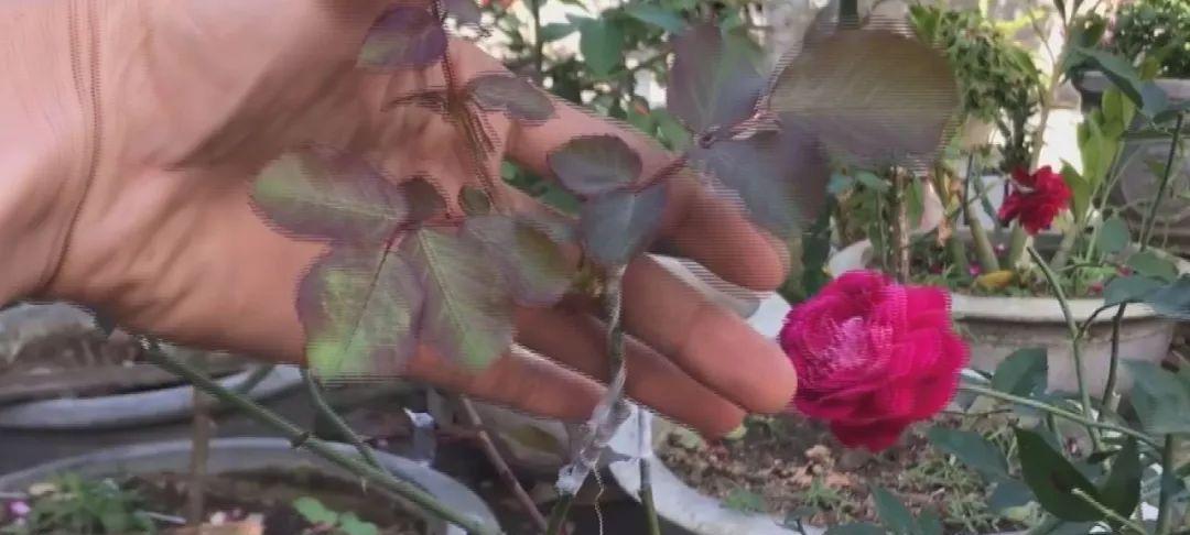 如何正确地进行蔷薇花扦插（技巧分享）