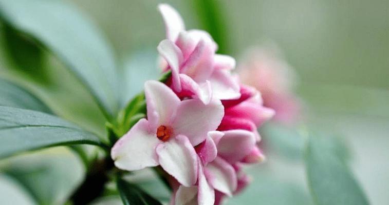 芙蓉树花语——传递爱与美的信使（芙蓉树的含义、文化背景与象征意义）