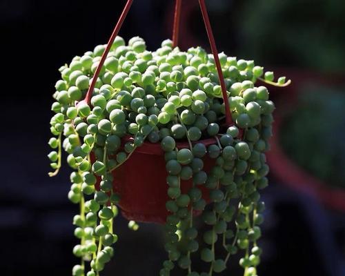 佛珠吊兰，寓意心灵宁静（以植物为媒，与佛结缘）