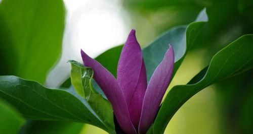 紫色玉兰花的象征与寓意（探秘紫色玉兰花的特殊意义）