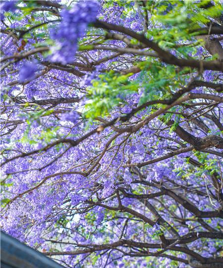 品味昆明美景，赏读蓝花楹（昆明蓝花楹图片大全，感受春日美景）