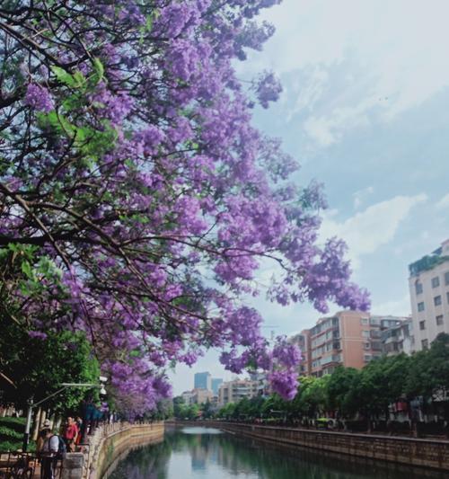 品味昆明美景，赏读蓝花楹（昆明蓝花楹图片大全，感受春日美景）