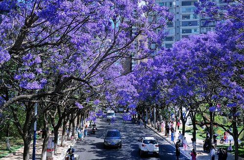 品味昆明美景，赏读蓝花楹（昆明蓝花楹图片大全，感受春日美景）