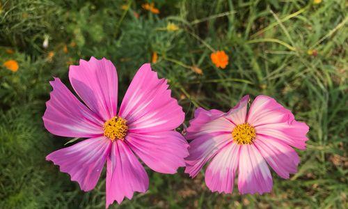 格桑花的花语与寓意（颂扬坚韧、自由和美丽的喜马拉雅之花）