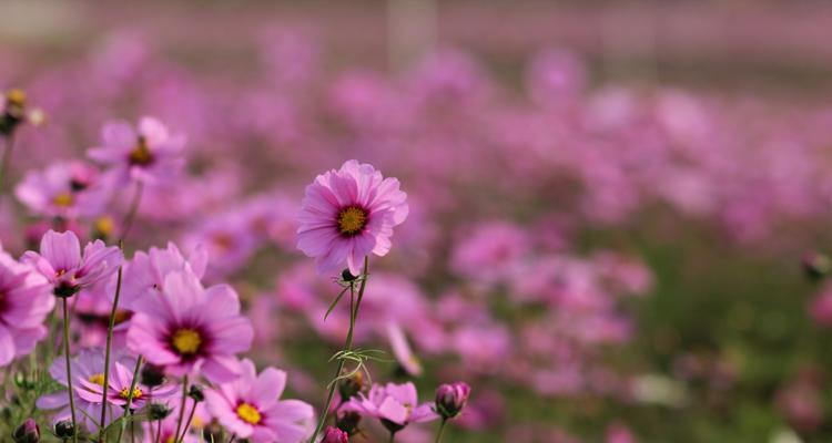 格桑花的花语与寓意（颂扬坚韧、自由和美丽的喜马拉雅之花）