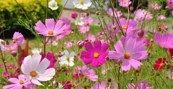 格桑花的花语与寓意（颂扬坚韧、自由和美丽的喜马拉雅之花）