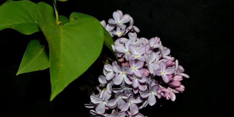 品味丁香花的美丽（探索丁香花的优雅之美）