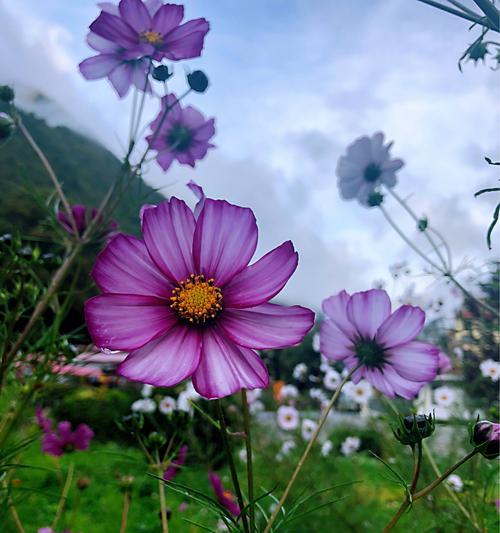 格桑花花语的象征与寓意（探寻格桑花的奇妙世界）