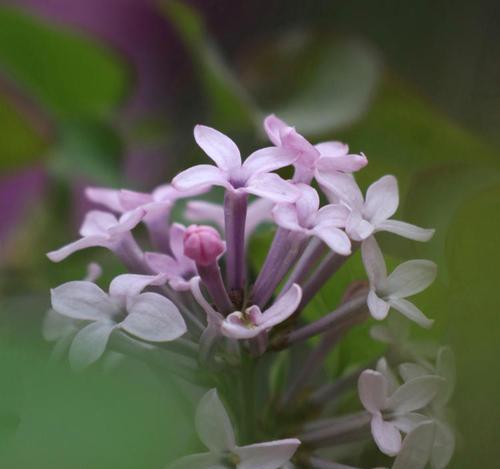 品味丁香花的美丽（探索丁香花的优雅之美）