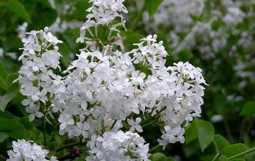 品味丁香花的美丽（探索丁香花的优雅之美）