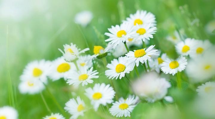 花语缤纷（五彩斑斓的雏菊，蕴含多重情感的花语解析）