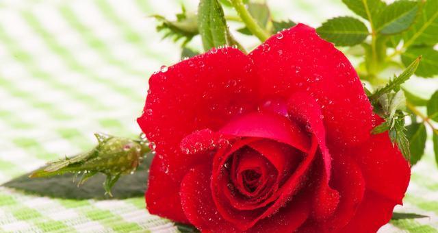 各色玫瑰花的寓意与花语（探索不同颜色玫瑰花的神秘意义，传达真挚情感的选择）