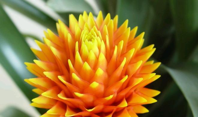 怎样解决凤梨花叶子发黄的问题？（教你正确调养凤梨花，让它健康生长）