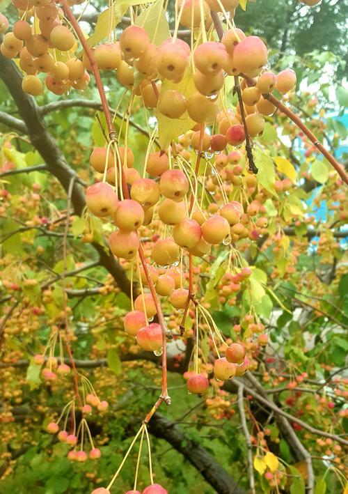 海棠果树的种植条件与技巧
