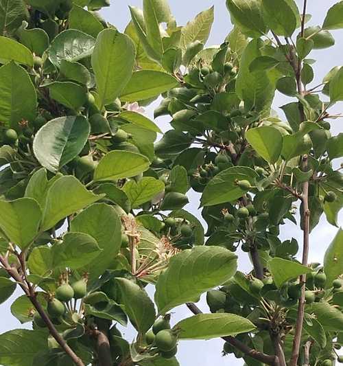 海棠果树的种植条件与技巧