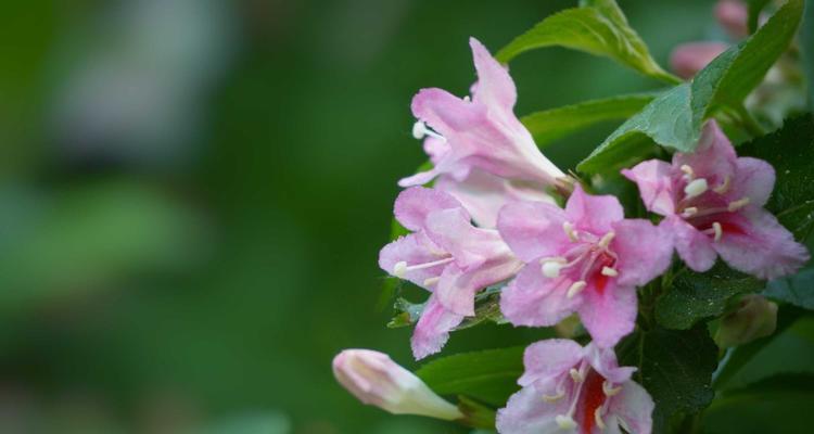 如何繁殖锦带花，让您的花园更美丽（从种植到繁殖，教您一步步做好）