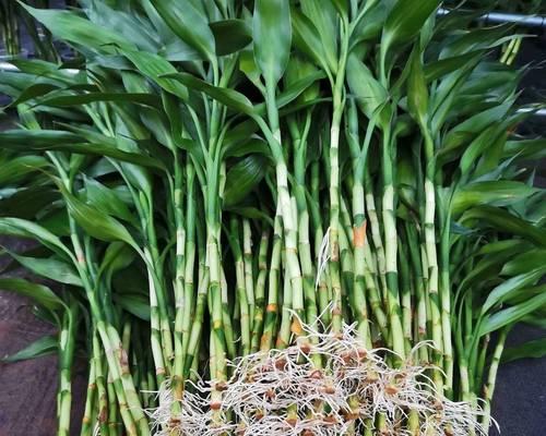 如何正确养护富贵竹？（水养方法，让你的富贵竹长得更茂盛！）