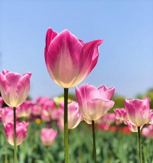 郁金香花语的奥秘（探寻郁金香花语的深意）