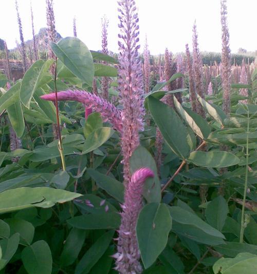 猫尾草种植攻略（让你的花园充满野性美）