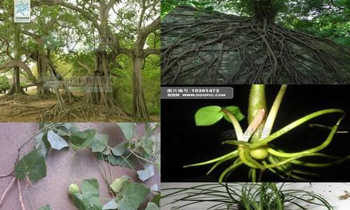 植物根的作用（揭秘植物根的神奇力量，从根源探究植物生长的奥秘）