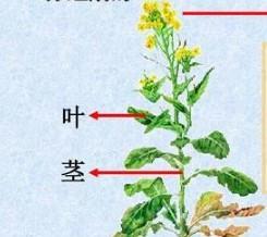 植物根的作用（揭秘植物根的神奇力量，从根源探究植物生长的奥秘）