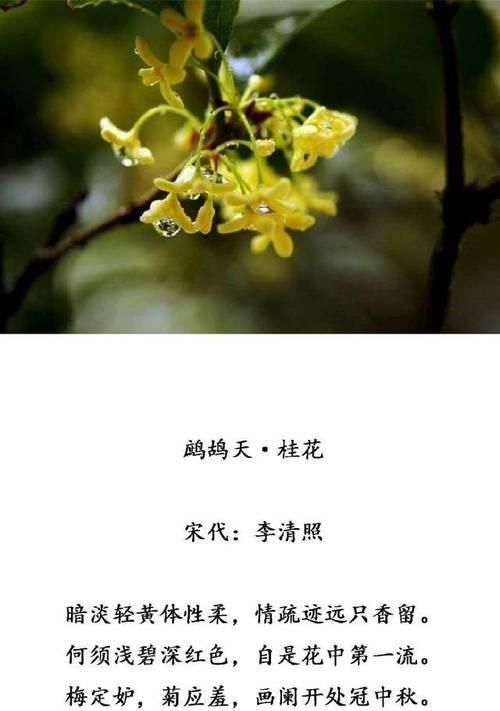 桂花（桂花花语及其象征意义的探究）