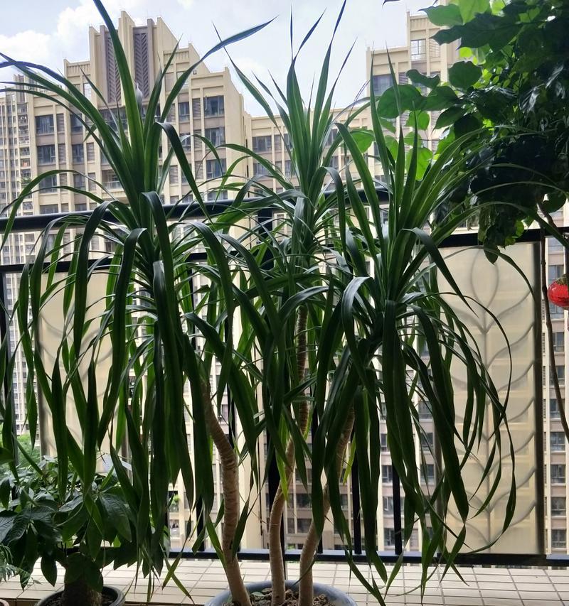 如何正确养护龙血树？（打造鲜艳亮丽的盆栽植物）