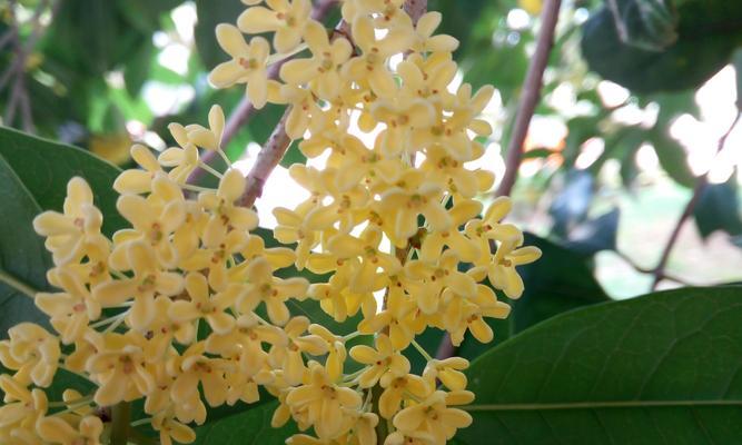 桂花的花语和寓意（桂花的花语传递温暖与美好）