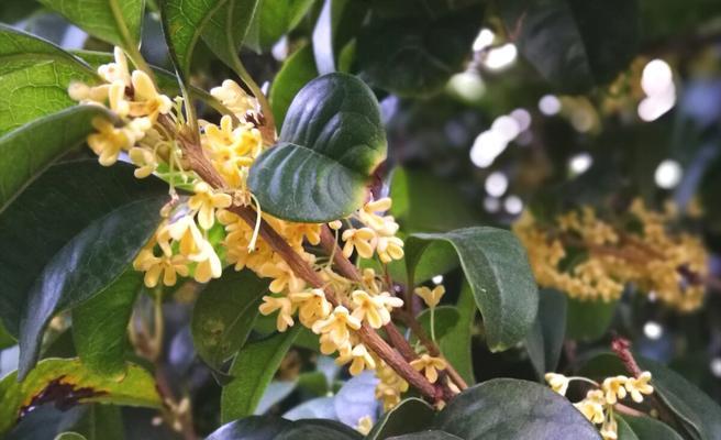 桂花的花语与寓意（桂花的甜蜜香气与美丽含义）