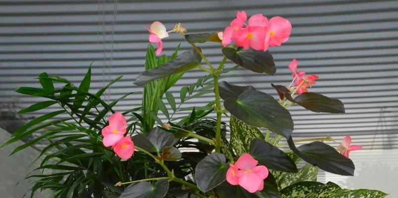 四季海棠花的养殖方法与注意事项（让你的花园四季盛开，享受美丽生活）
