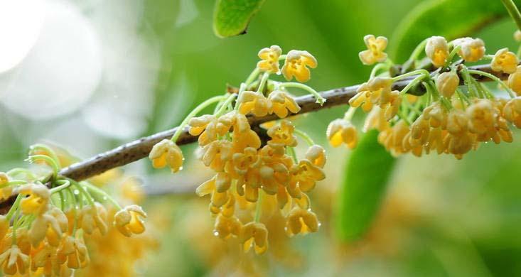 丹桂花语（传承与希望的象征）