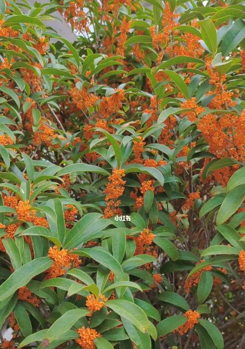 桂花花语（桂花）