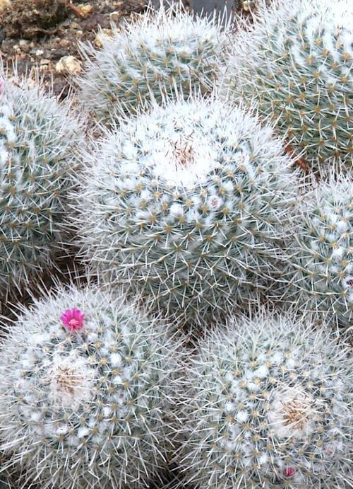 仙人掌——沙漠中的奇妙植物（探秘仙人掌的特点、生长习性及应用价值）