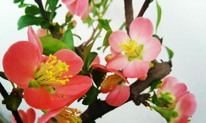 海棠花的花语与不同颜色的象征意义（探索海棠花的五彩花语，感受不同颜色的情感世界）